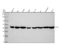 Anti-CXCR5 Rabbit Monoclonal Antibody