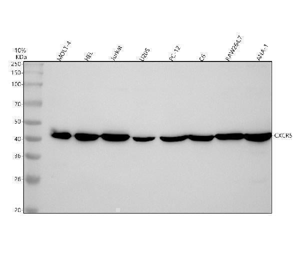 Anti-CXCR5 Rabbit Monoclonal Antibody