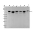 Anti-Poliovirus Receptor Rabbit Monoclonal Antibody