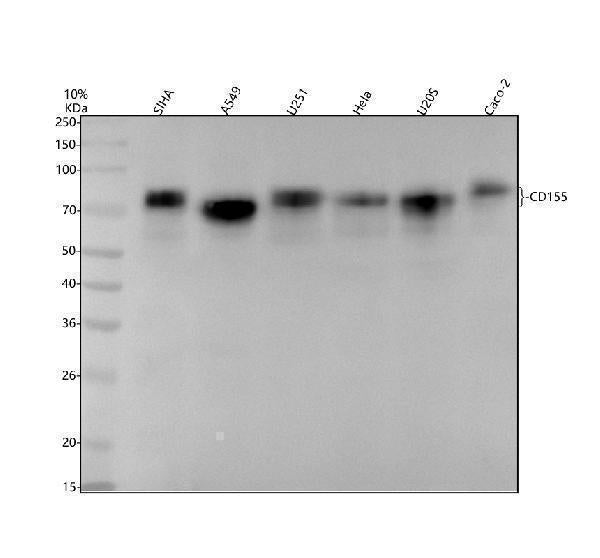 Anti-Poliovirus Receptor Rabbit Monoclonal Antibody