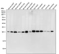 All lanes use the Antibody at 1:2W dilution for 1 hour at room temperature.