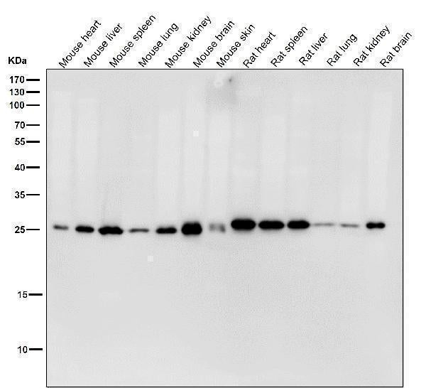All lanes use the Antibody at 1:2W dilution for 1 hour at room temperature.
