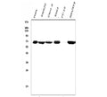 Anti-DDX5 Antibody Picoband® (monoclonal, 3F9)