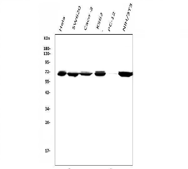 Anti-DDX5 Antibody Picoband® (monoclonal, 3F9)