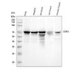 Anti-DDX5 Monoclonal Antibody