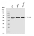 Anti-Cytochrome P450 2E1/CYP2E1 Antibody Picoband® (monoclonal, 2C7G1)