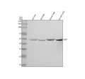 Anti-SGK1/Sgk Rabbit Monoclonal Antibody