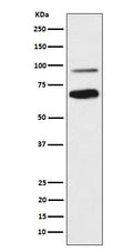 Western blot analysis of TCF4 expression in SH-SY5Y cell lysate.