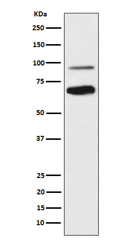 Western blot analysis of TCF4 expression in SH-SY5Y cell lysate.