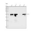 Anti-Hsp27 HSPB1 Rabbit Monoclonal Antibody