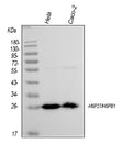 Anti-Hsp27/HSPB1 Antibody Picoband® (monoclonal, 3H3)