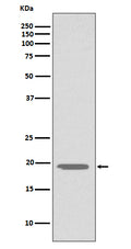 Anti-Glucagon GCG Rabbit Monoclonal Antibody