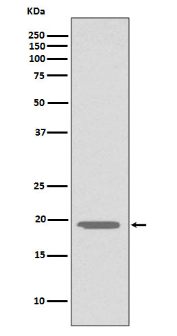 Anti-Glucagon GCG Rabbit Monoclonal Antibody