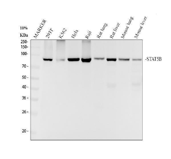 Anti-STAT5b Rabbit Monoclonal Antibody