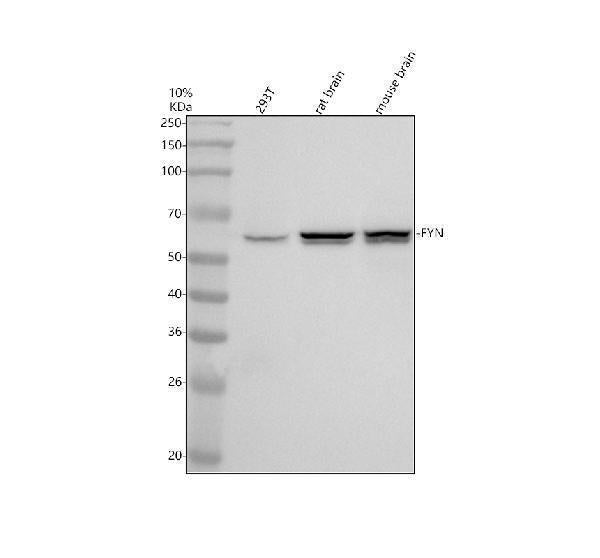 Anti-Fyn Rabbit Monoclonal Antibody