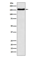 Western blot analysis of ATP7b expression in HepG2 cell lysate.