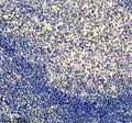 Anti-Egr1 Monoclonal Antibody