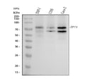 Anti-p73 Rabbit Monoclonal Antibody