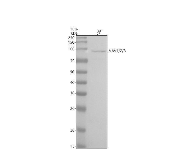 Anti-Vav1/2/3 Rabbit Monoclonal Antibody