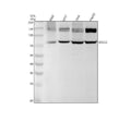 Anti-XPD Rabbit Monoclonal Antibody