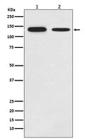 Western blot analysis of Growth hormone receptor expression in (1) MCF-7 cell lysate; (2) Mouse brain lysate.