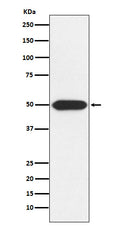 Western blot analysis of Protein Kinase A regulatory subunit I alpha expression in U-87MG cell lysate.