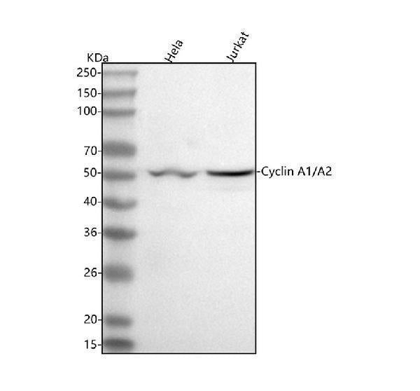 Anti-Cyclin A1/A2 Rabbit Monoclonal Antibody