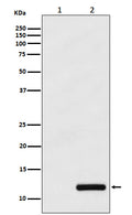 Western blot analysis of CCL4/MIP1 beta expression in (1) THP-1 cell lysate; (2) THP-1 cell treated with PMA+LPS+Brefeldin A.