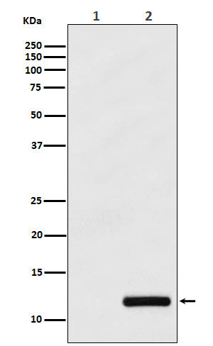 Western blot analysis of CCL4/MIP1 beta expression in (1) THP-1 cell lysate; (2) THP-1 cell treated with PMA+LPS+Brefeldin A.