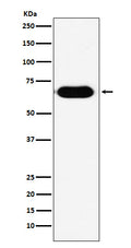 Western blot analysis of RNF8 expression in human fetal kidney lysate.