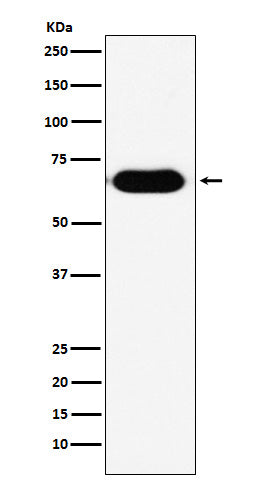 Western blot analysis of RNF8 expression in human fetal kidney lysate.