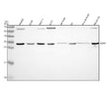 Anti-GDNF Rabbit Monoclonal Antibody