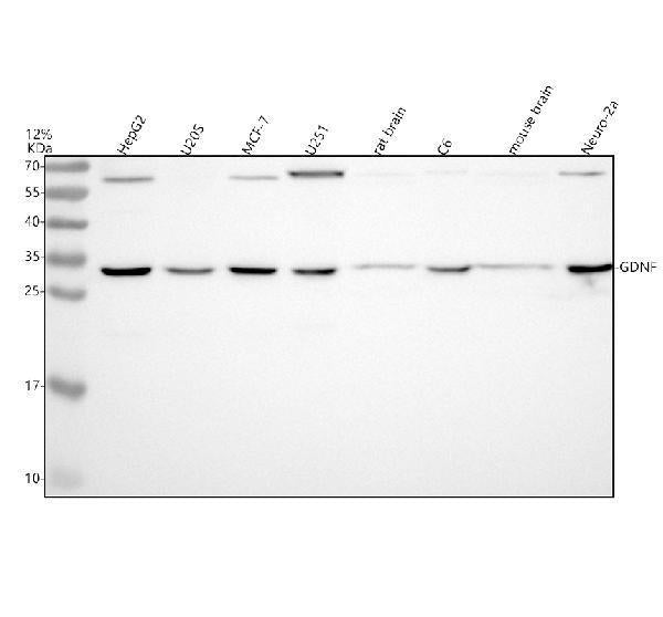 Anti-GDNF Rabbit Monoclonal Antibody
