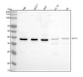 Anti-MCL1 Rabbit Monoclonal Antibody