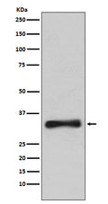 Western blot analysis of Emerin expression in 293T cell lysate.