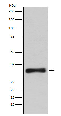 Western blot analysis of Emerin expression in 293T cell lysate.