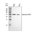 Anti-Apolipoprotein A I APOA1 Antibody Picoband® (monoclonal, 17G5)