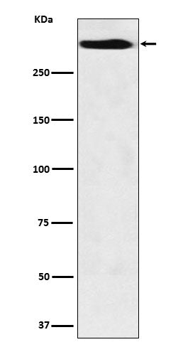 Western blot analysis of MUC5B expression in Hela cell lysate.