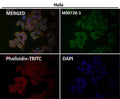 Anti-Smad1 Rabbit Monoclonal Antibody