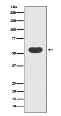Western blot analysis of Smad1 expression in 293T cell lysate.