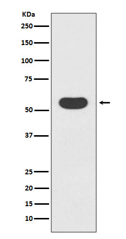 Western blot analysis of Smad1 expression in 293T cell lysate.