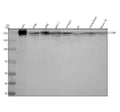 Anti-L1CAM Rabbit Monoclonal Antibody