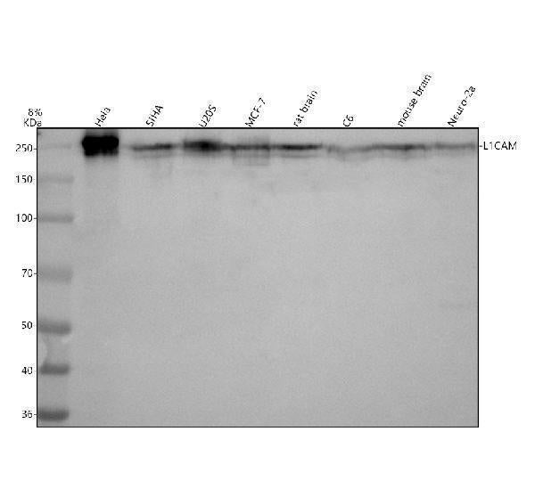 Anti-L1CAM Rabbit Monoclonal Antibody