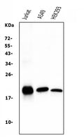 Anti-Bid Antibody Picoband® (monoclonal, 10F4)