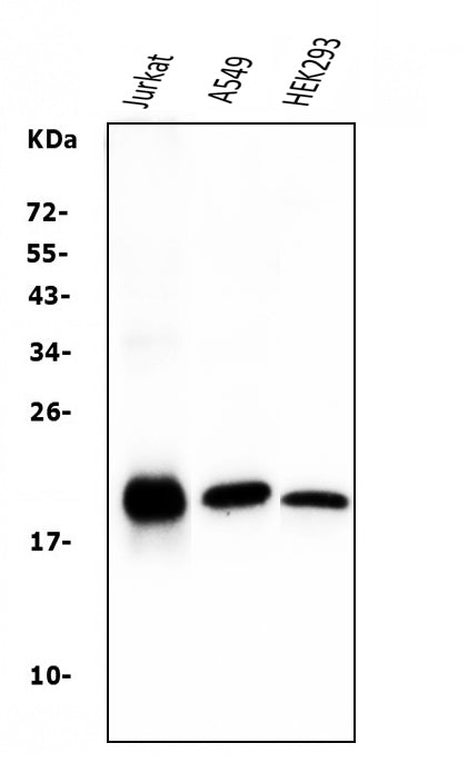 Anti-Bid Antibody Picoband® (monoclonal, 10F4)