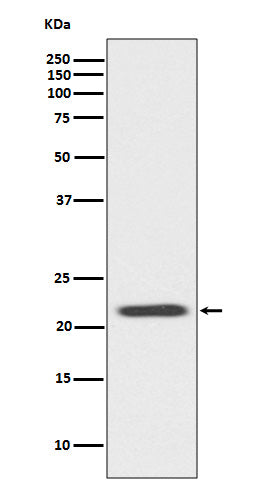 Western blot analysis of Bid expression in Jurkat cell lysate.