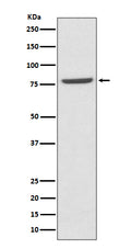 Western blot analysis of Mre11 expression in K562 cell lysate.