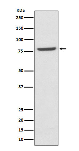 Western blot analysis of Mre11 expression in K562 cell lysate.