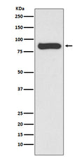Western blot analysis of STAT4 expression in Hela cell lysate.