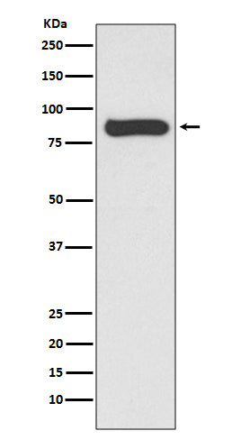 Western blot analysis of STAT4 expression in Hela cell lysate.